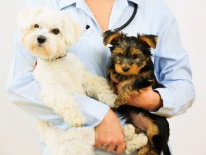 Pet Boarding in Pickering, ON | Millennium City Veterinary Hospital