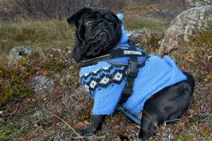 Do Dogs Need Sweaters or Jackets?