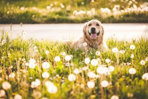 Can My Dog Have Allergies?