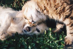 Protecting Your Pet With Pet Insurance