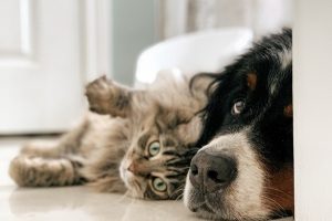 External Parasites and Prevention